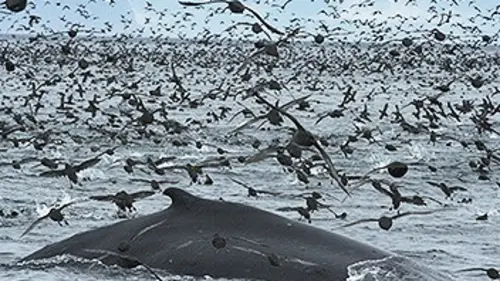 Un festin aux îles Aléoutiennes