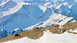 Un hiver dans les Alpes