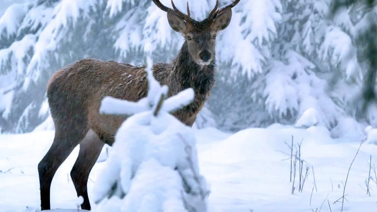 Un hiver dans les Alpes