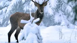 Un hiver dans les Alpes