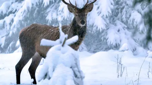Un hiver dans les Alpes