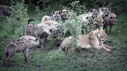 Un homme, des lions Les rois lions