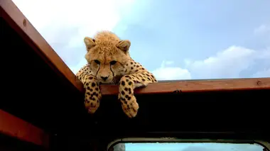 3000 nuits parmi les lions