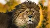 Un homme, des lions