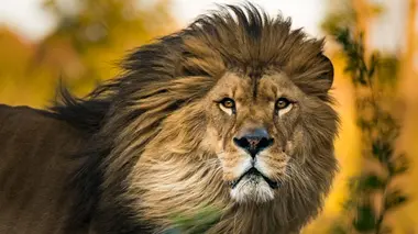 3000 nuits parmi les lions