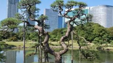 Tokyo, c'est pas Ecaussinnes : Julos Beaucarne