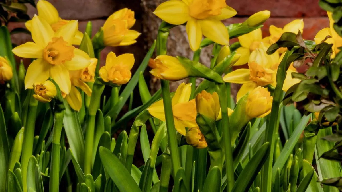 Un jardin au printemps