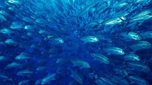 Un jardin d'Eden sous les mers
