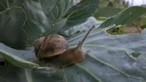 Un jardin entre deux mondes