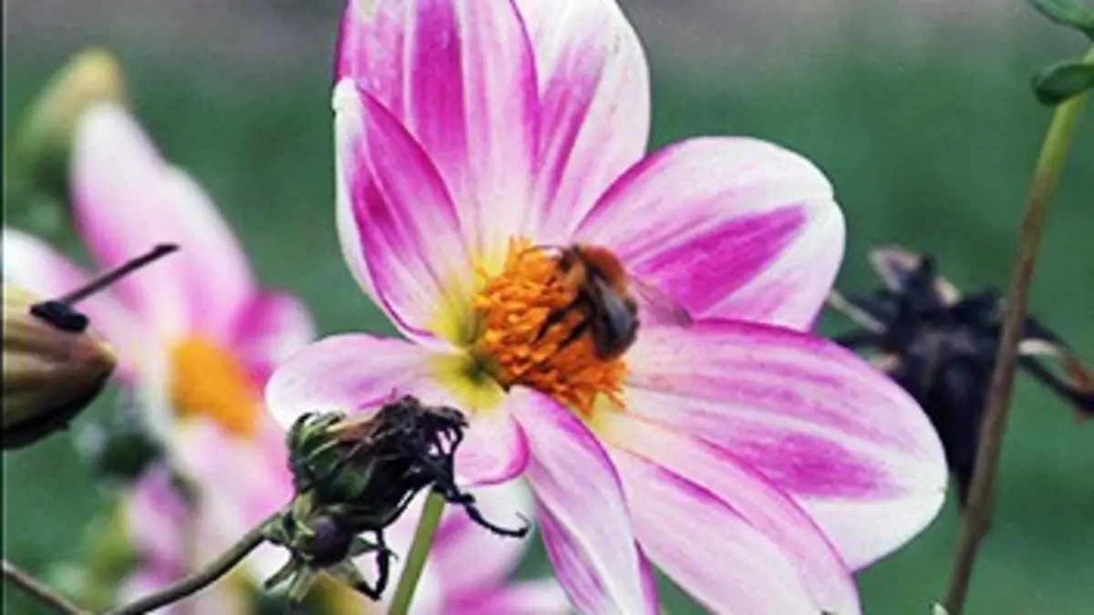 Un jardinier à Versailles