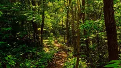 Un jour dans la nature S01E03 La jungle