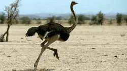 Un jour dans la nature S01E01 Le désert