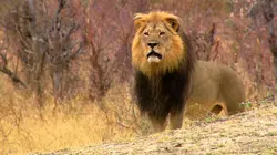 Visuel de Un lion né pour régner