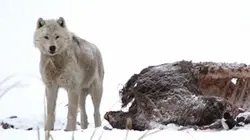 Visuel de Un loup contre les bisons
