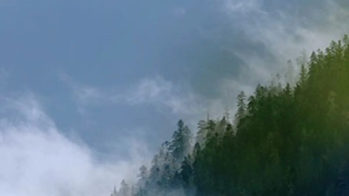 Un matin sur Terre E01 Canada, au coeur de la forêt des brumes
