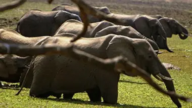 Zambie, au coeur de la savane