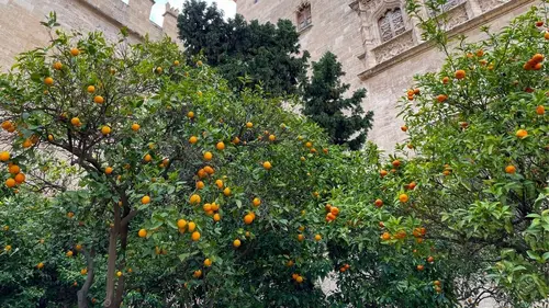 Un monde d'agrumes Les oranges juteuses d'Espagne
