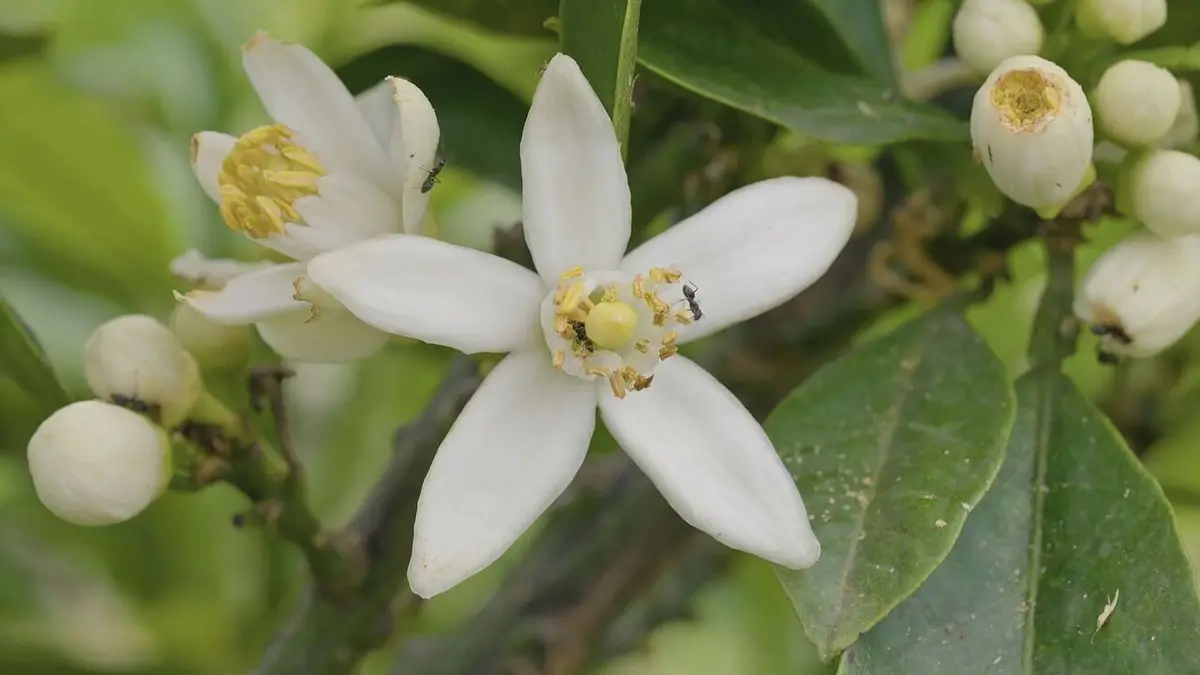 Un monde d'agrumes Les bigarades parfumées de France