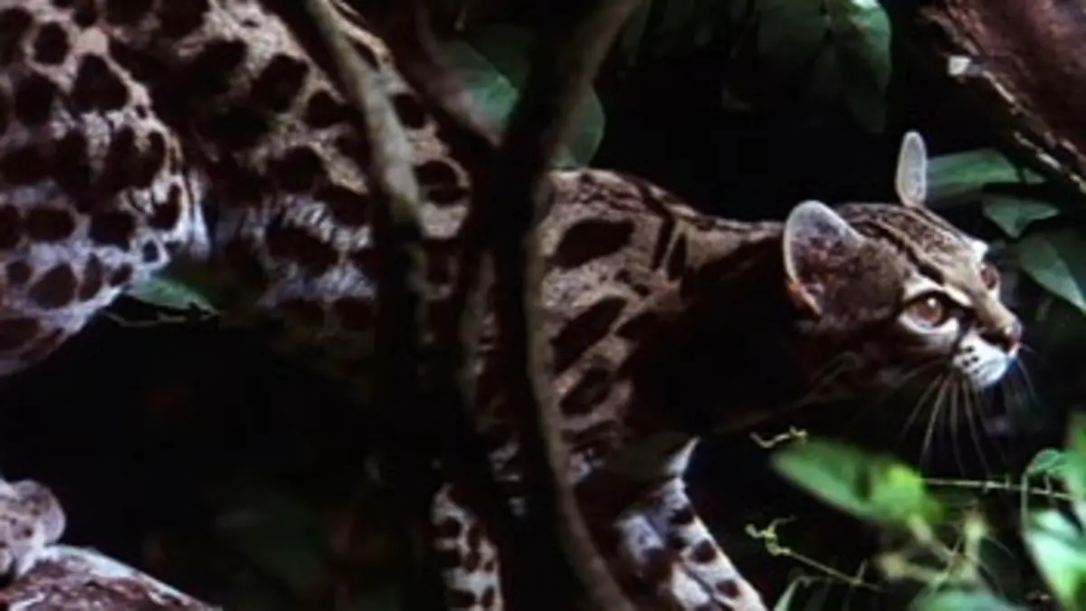 Un monde mortel S03E05 Chasseurs de nuit