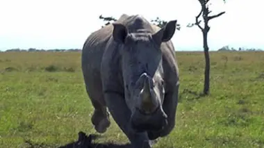 Les animaux se déchaînent