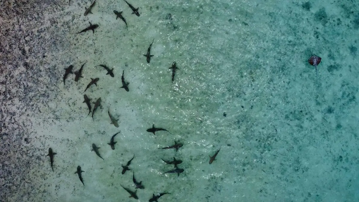 Un monde nouveau Régénérer