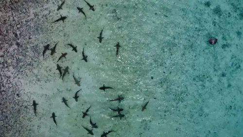 Casting Un monde nouveau Régénérer