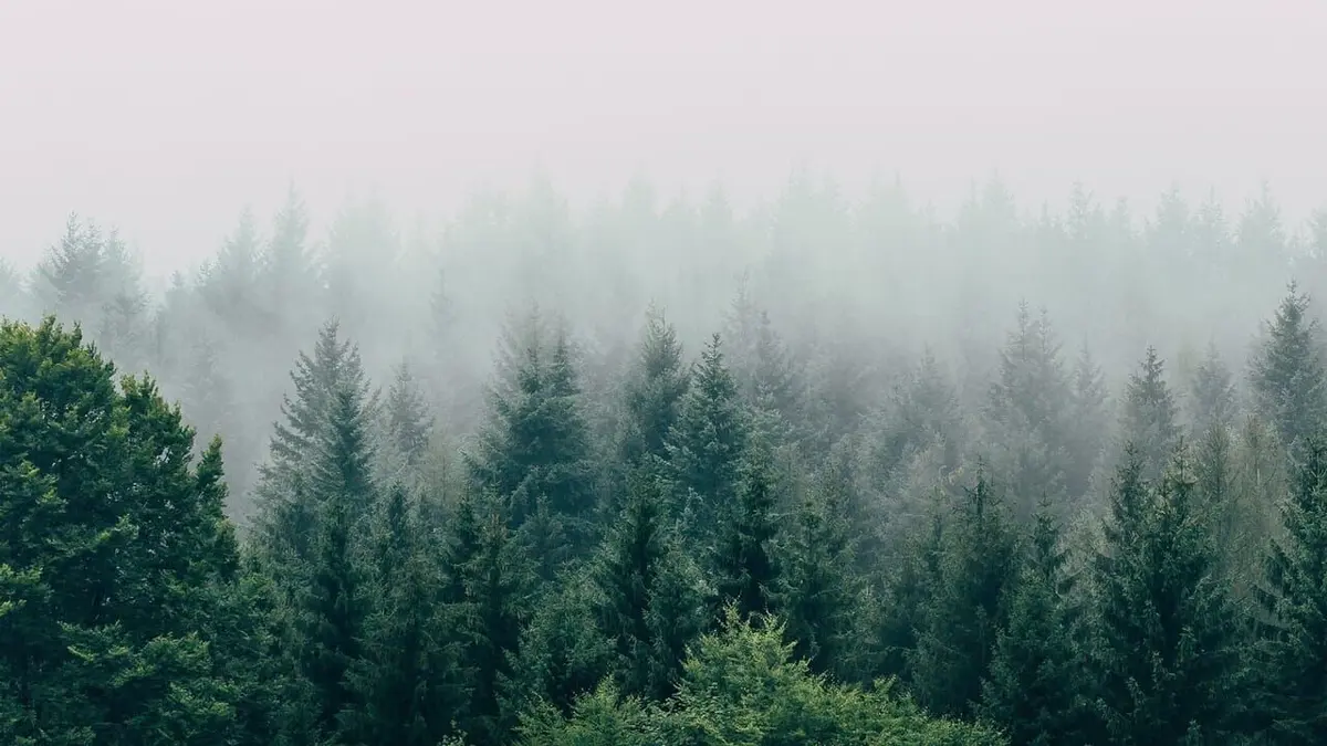 Un monde sans… Un monde sans forêts