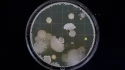 Science & Vie TV en direct