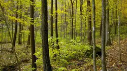 Un monde sans forêts