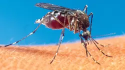 Un monde sans moustique