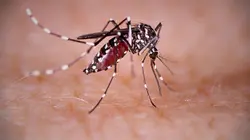 Un monde sans moustique