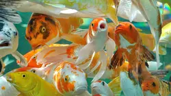 Un monde sans moustique