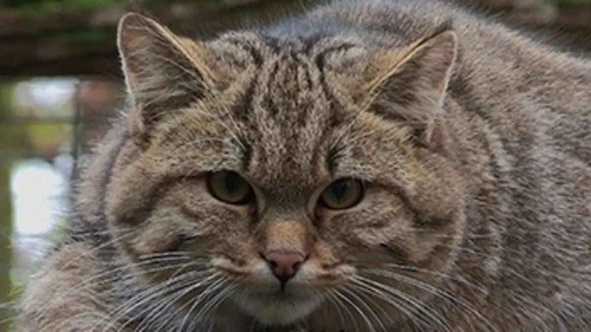 Un monde sauvage Le chat de Cadiz