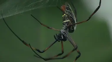 Les coulisses de l'exposition des araignées