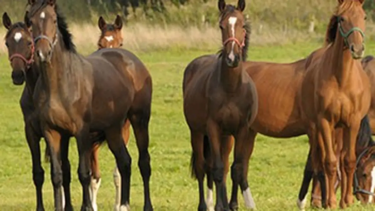 Un moral de cheval !