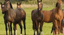 Visuel de Un moral de cheval !