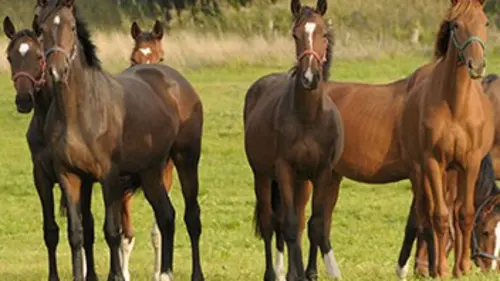 Un moral de cheval !