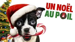 Un noël au poil