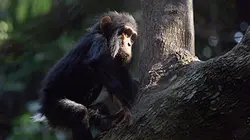 Visuel de Un nouveau monde sauvage