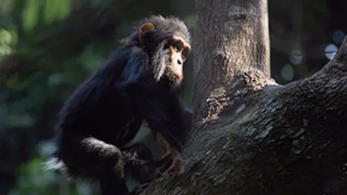 Un nouveau monde sauvage E01 Notre planète