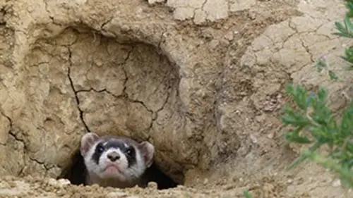 Un nouveau monde sauvage E02 Les plaines