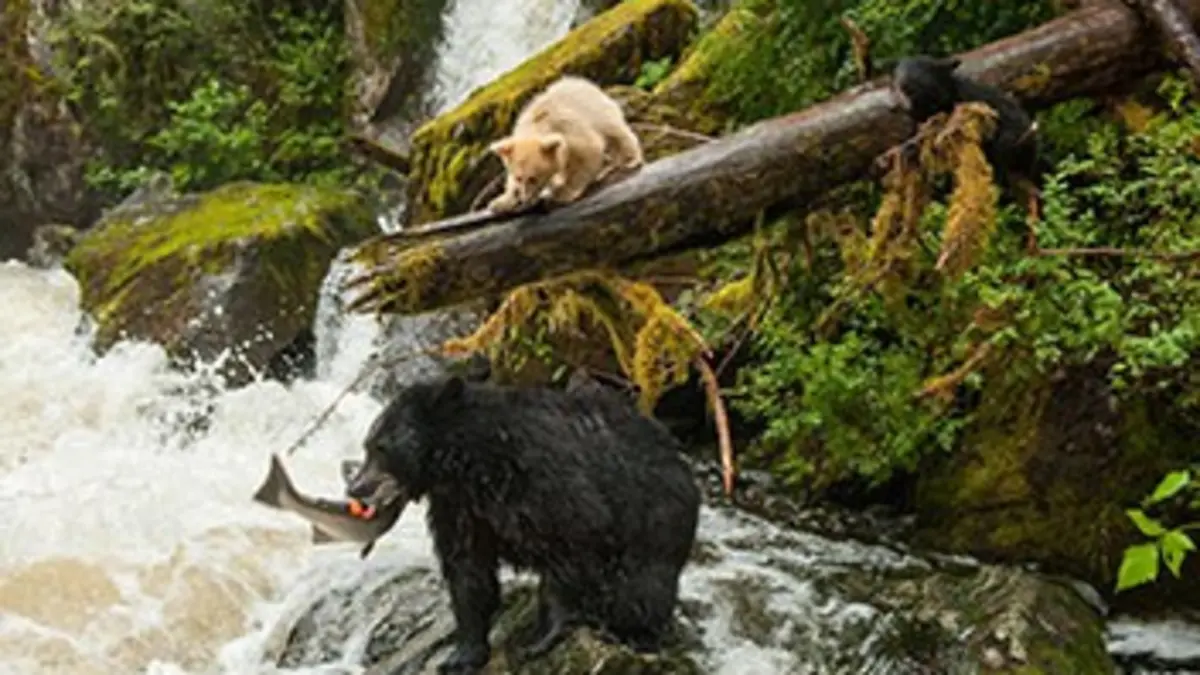 Un nouveau monde sauvage E03 Les forêts