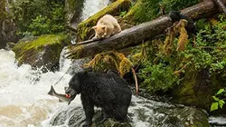 Visuel de Un nouveau monde sauvage