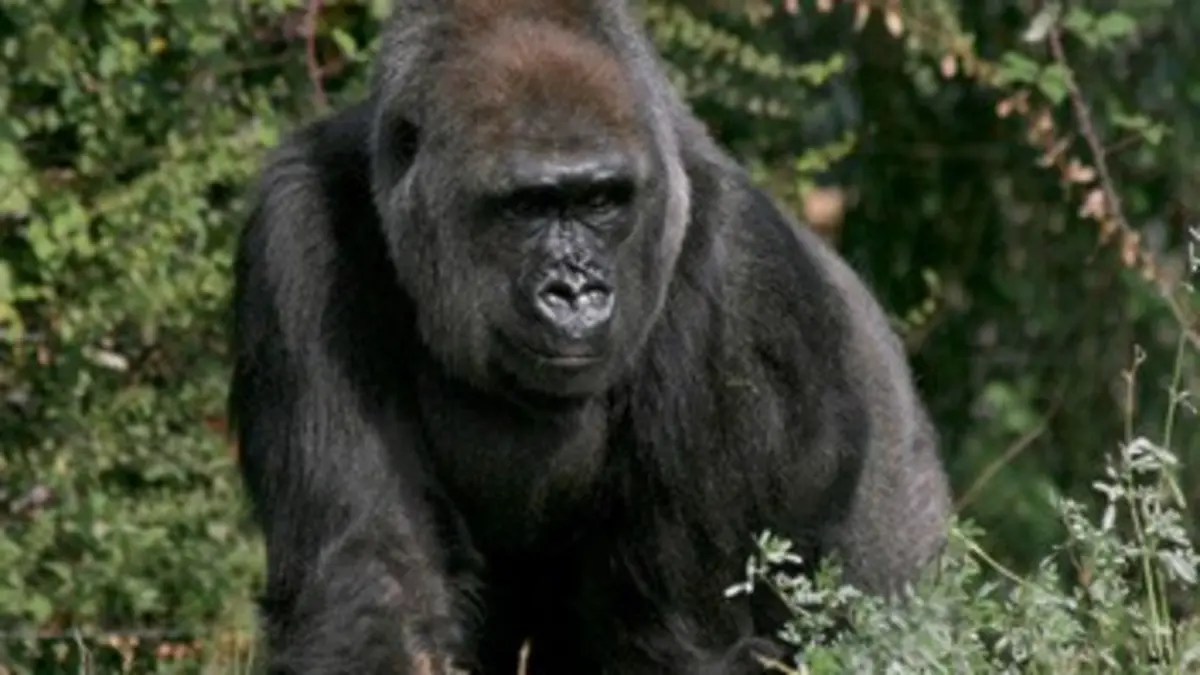 Un paradis pour les gorilles