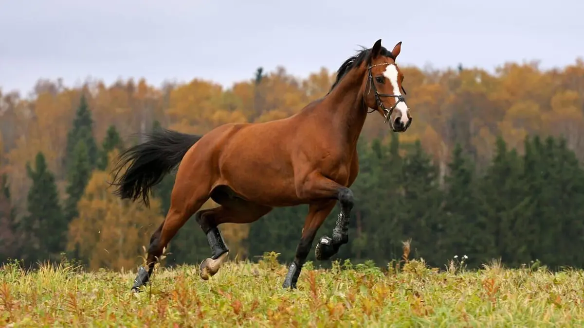 Un remède de cheval