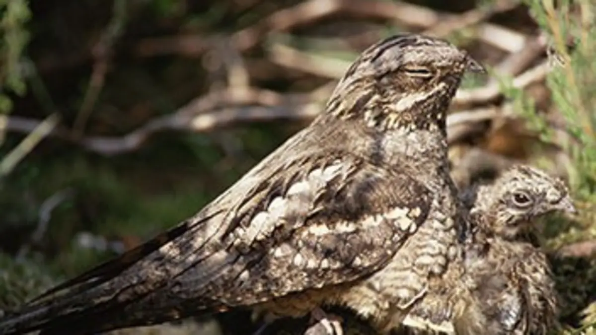 Un royaume au fil des saisons E01 L'été
