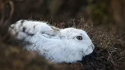 Visuel de Un royaume au fil des saisons
