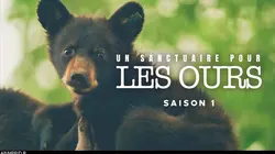 Un sanctuaire pour les ours  Un jeu de patience