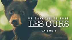 Un sanctuaire pour les ours Enfin libres