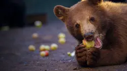 Un sanctuaire pour les ours Petits nouveaux